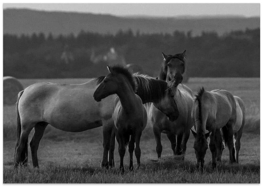 a short story about the evening shadows