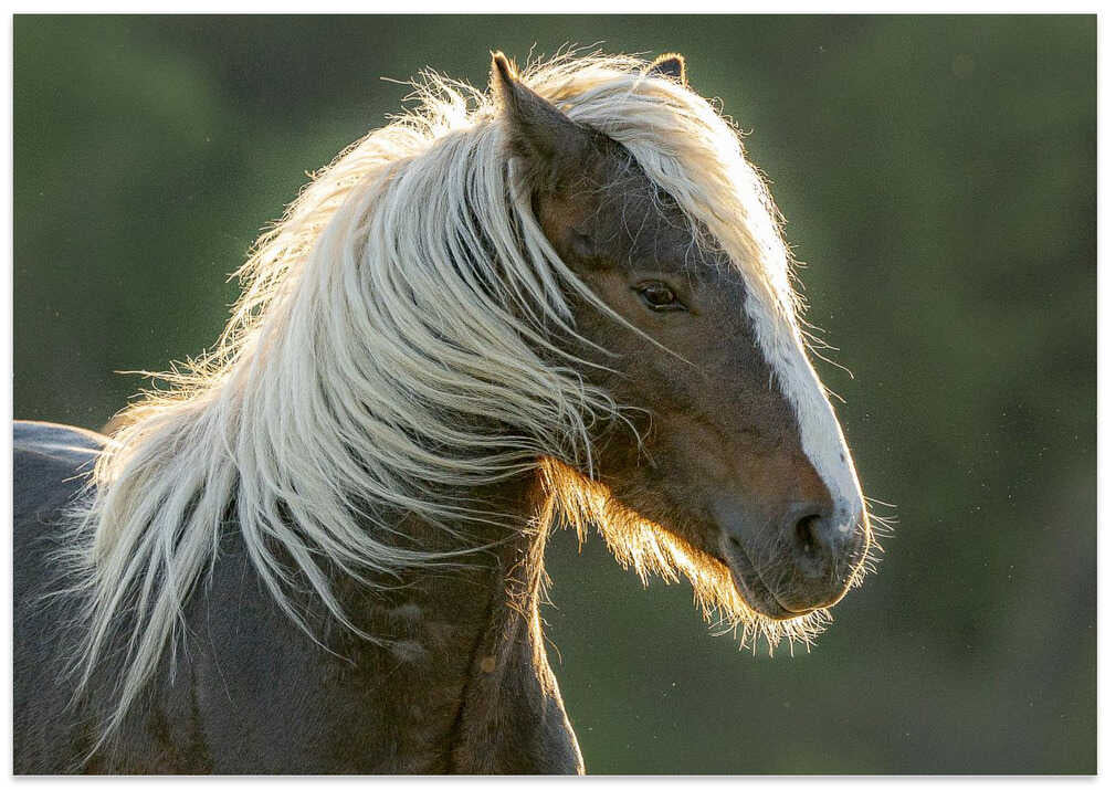 a short story about a sunset in a pasture
