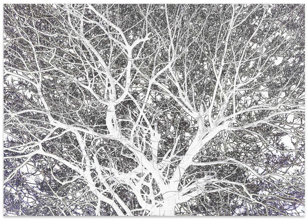 Intricate Branch Dance