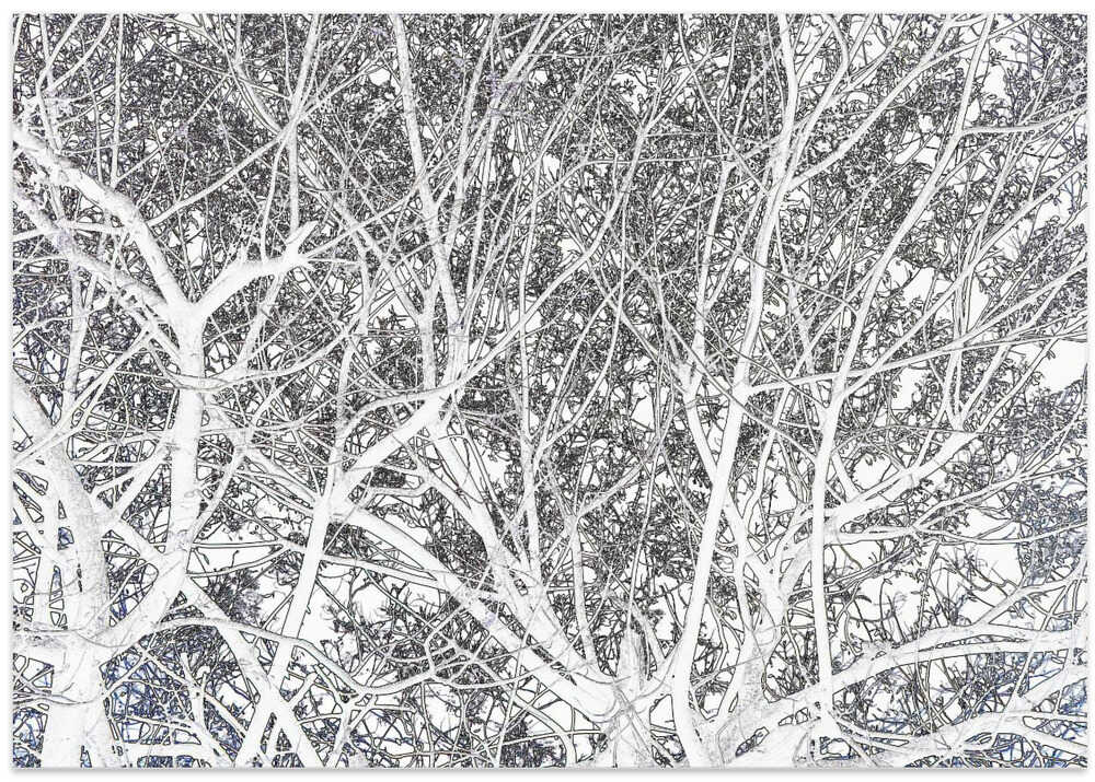 Winter's Bare Canopy