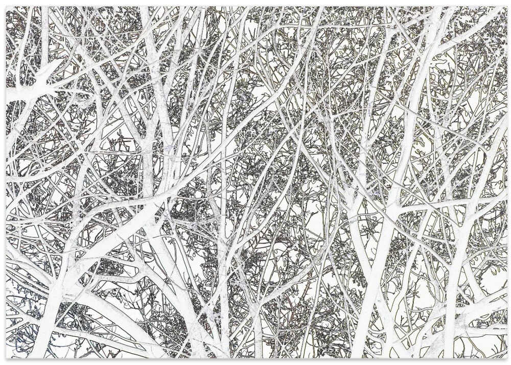 Winter Branch Whispers