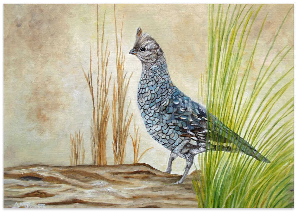 Texan Blue Quail