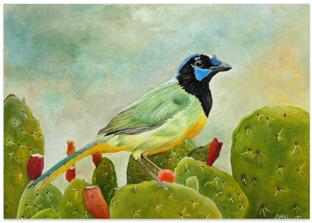 Texan Green Jay