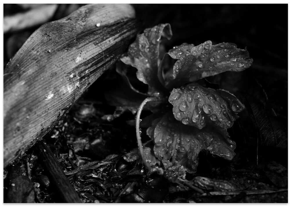 Dew on Fallen Leaves