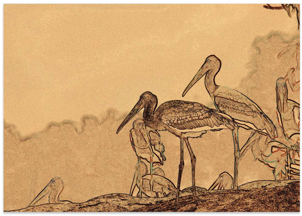 Serene Avian Gathering