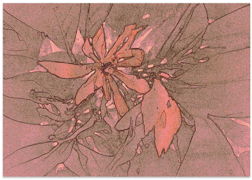 Blossom in Coral Hues