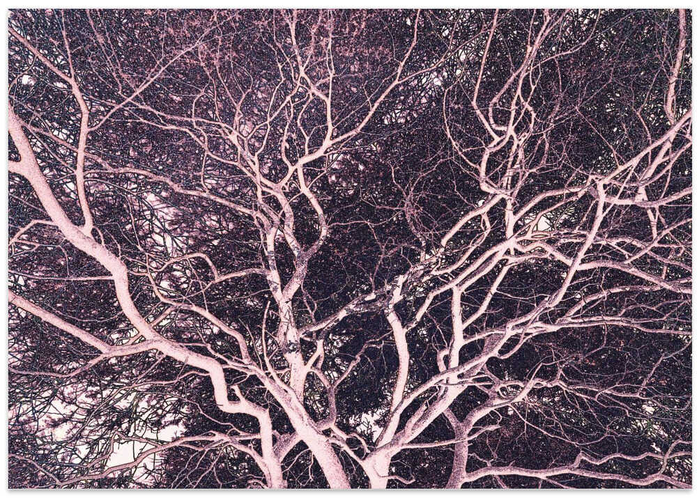 Twilight Branches