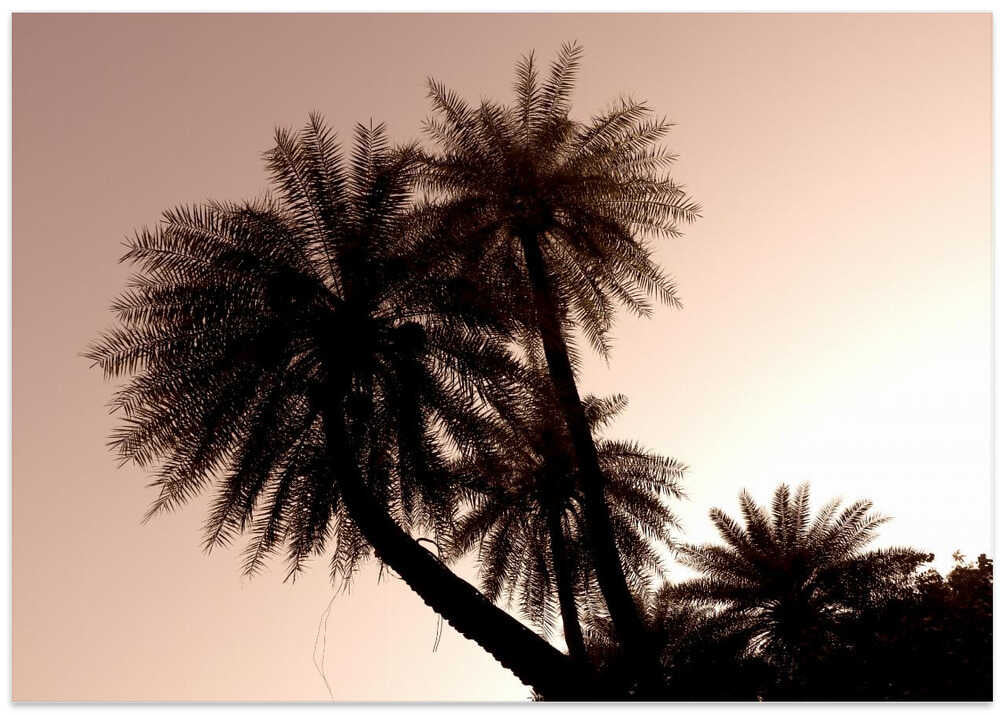 Palm Silhouette Glow