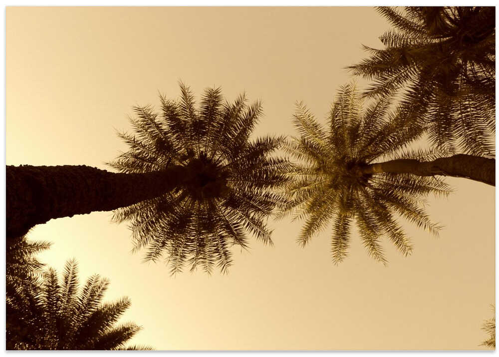 Palm Skyward View