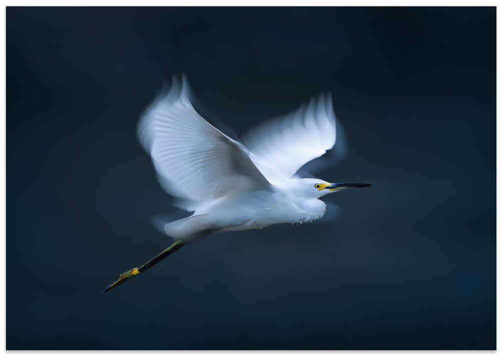 Snowy Egret