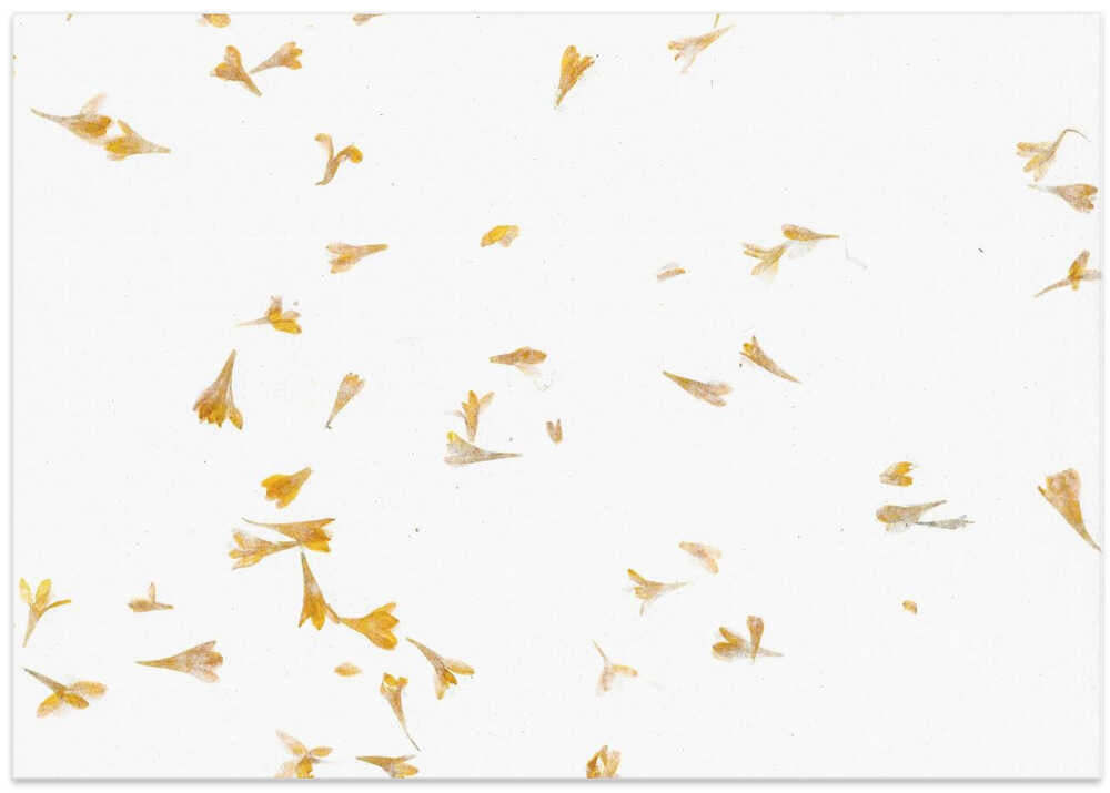 Petals in the Breeze