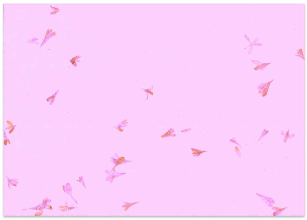 Petals in the Breeze