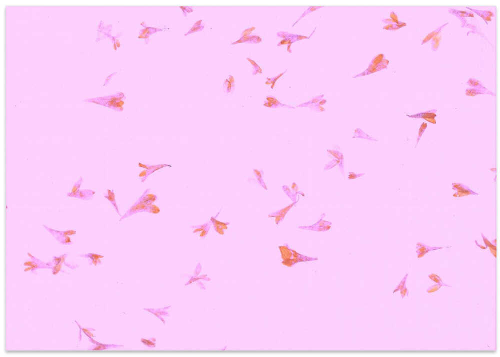 Pink Petal Dance