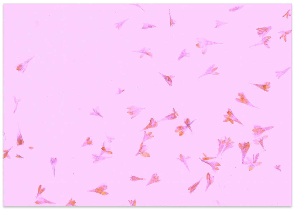Petals in Flight