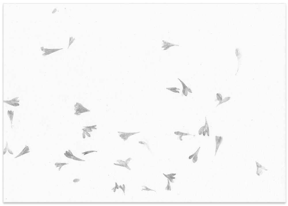 Petals in the Breeze