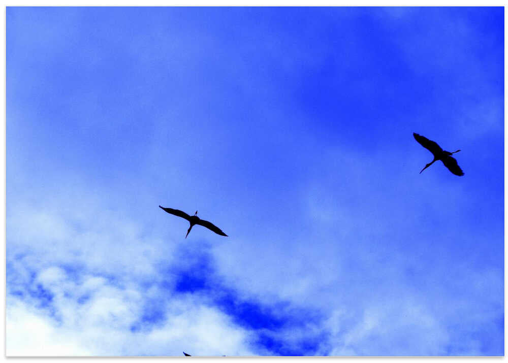 Birds in Flight