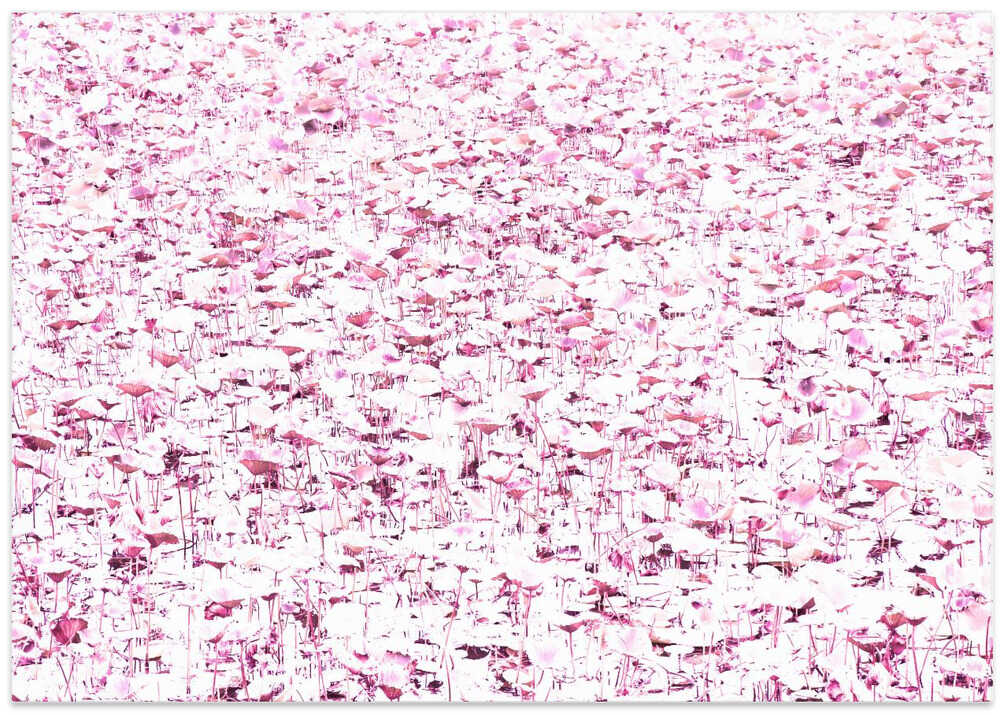 Pink Petals Symphony