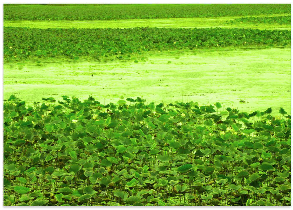 Lush Green Tranquility