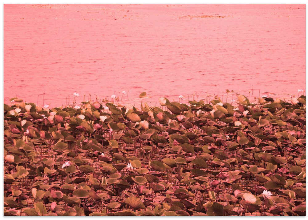 Pink Lotus Shoreline