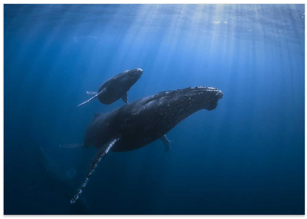 Calf and Mother of the Sea