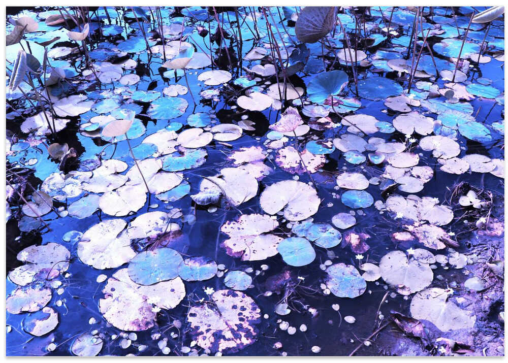Dreamy Lilypad Lake