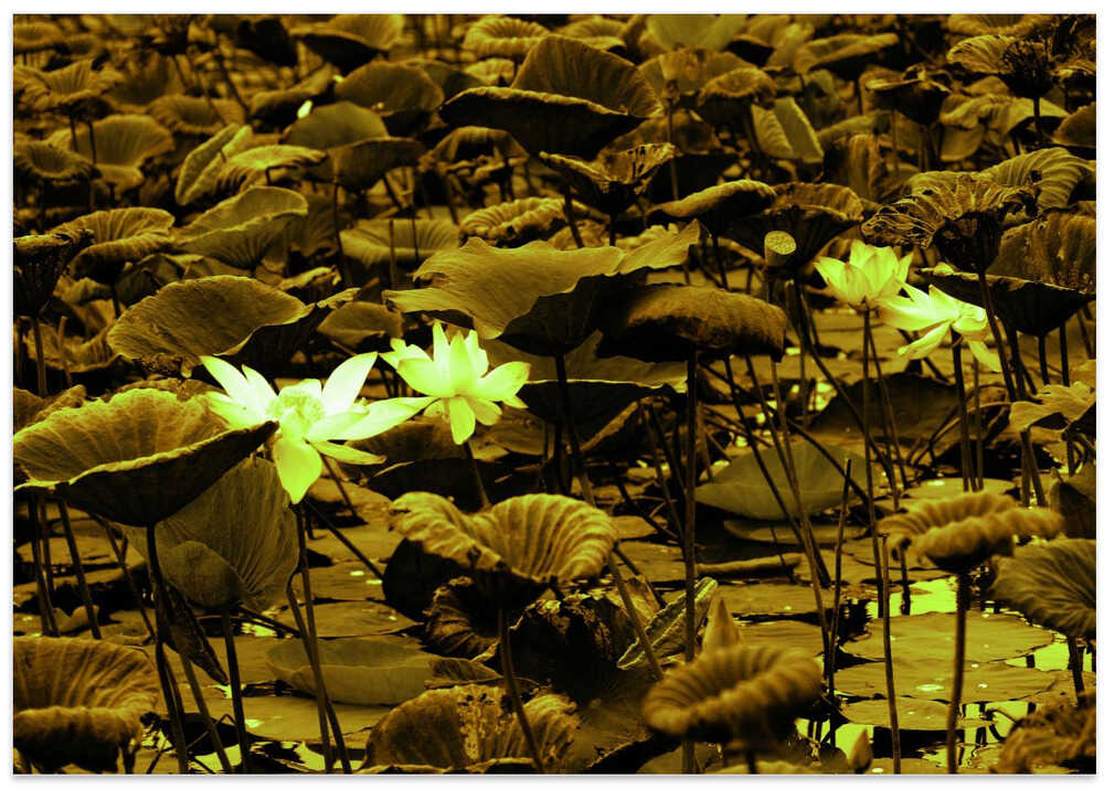 Luminous Lily Pond