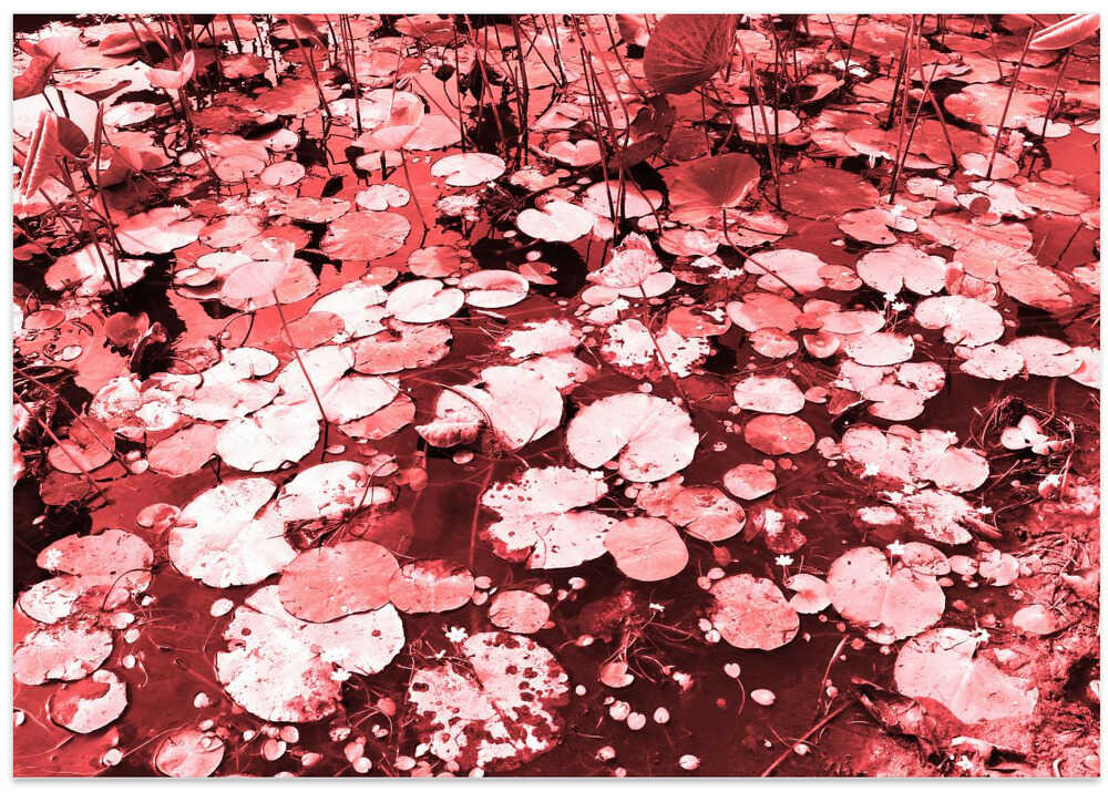 Crimson Lily Pond