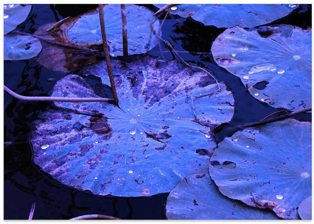 Mystic Lilypad Glow