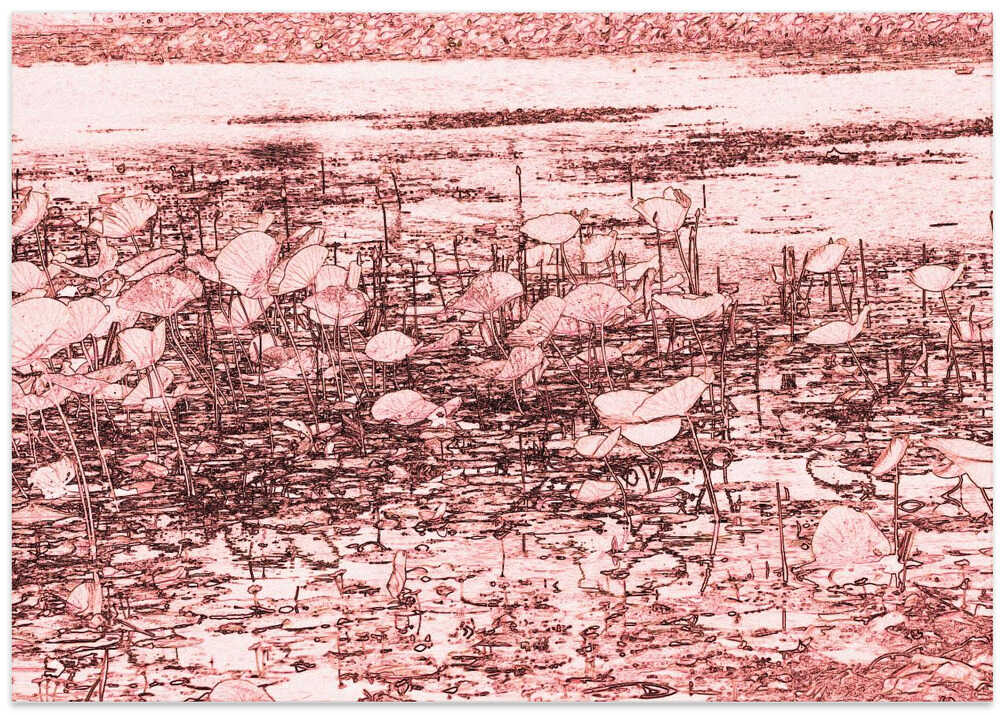 Lilies in Still Water