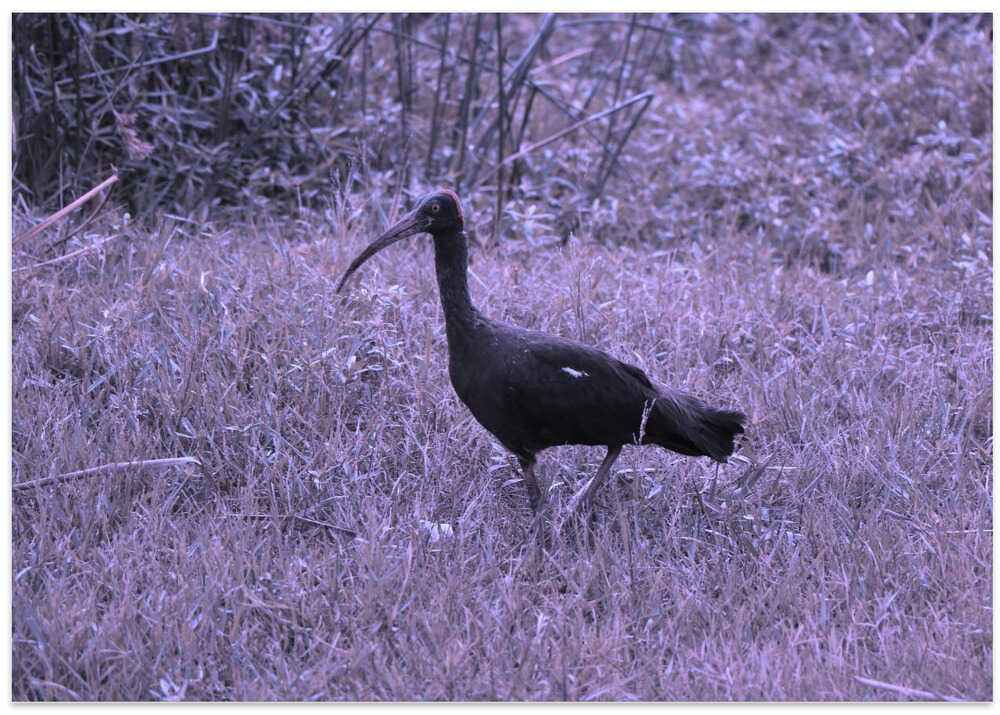 Ibis in Purple Grass