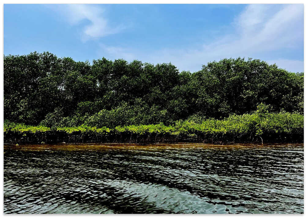 Mangrove Serenity