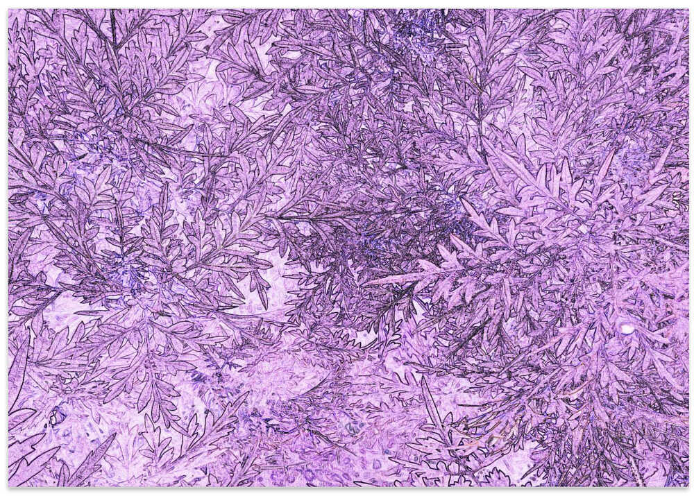 Lavender Foliage Dance