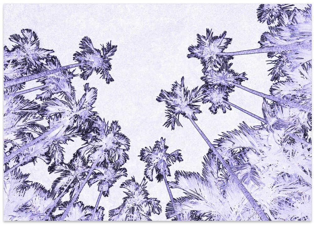 Palm's Heavenly Gaze