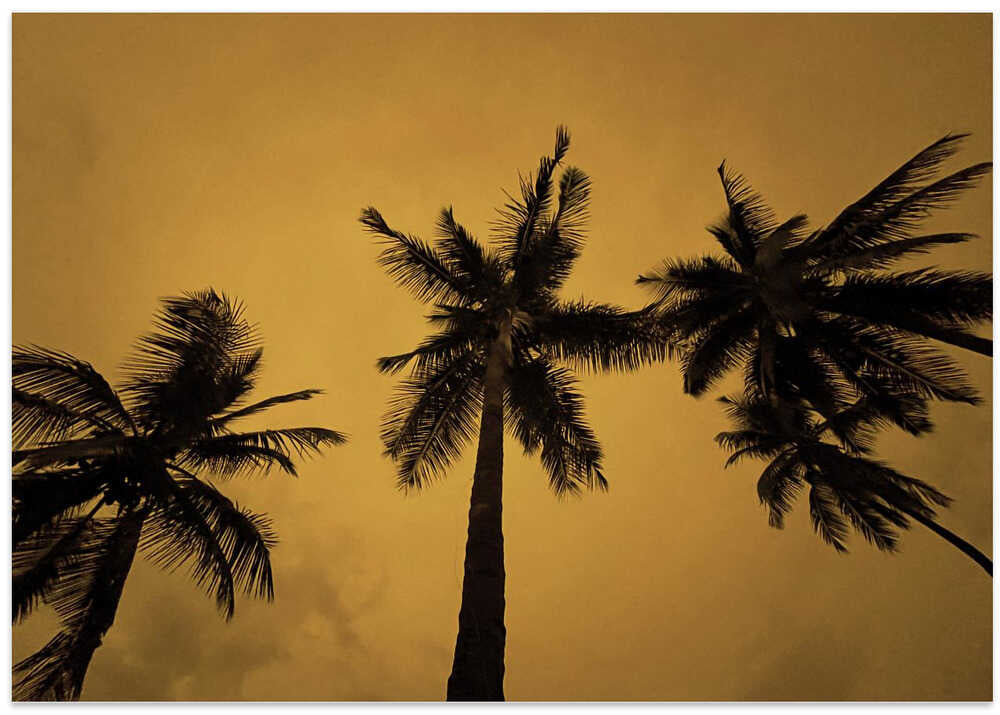 Golden Palms Sky