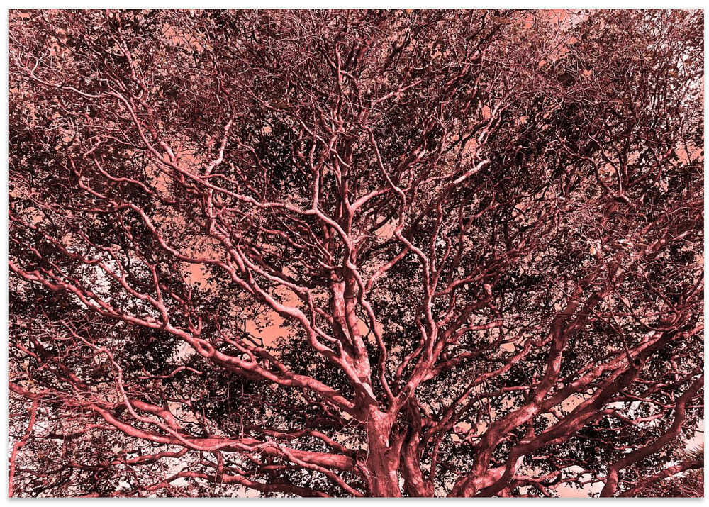 Crimson Canopy