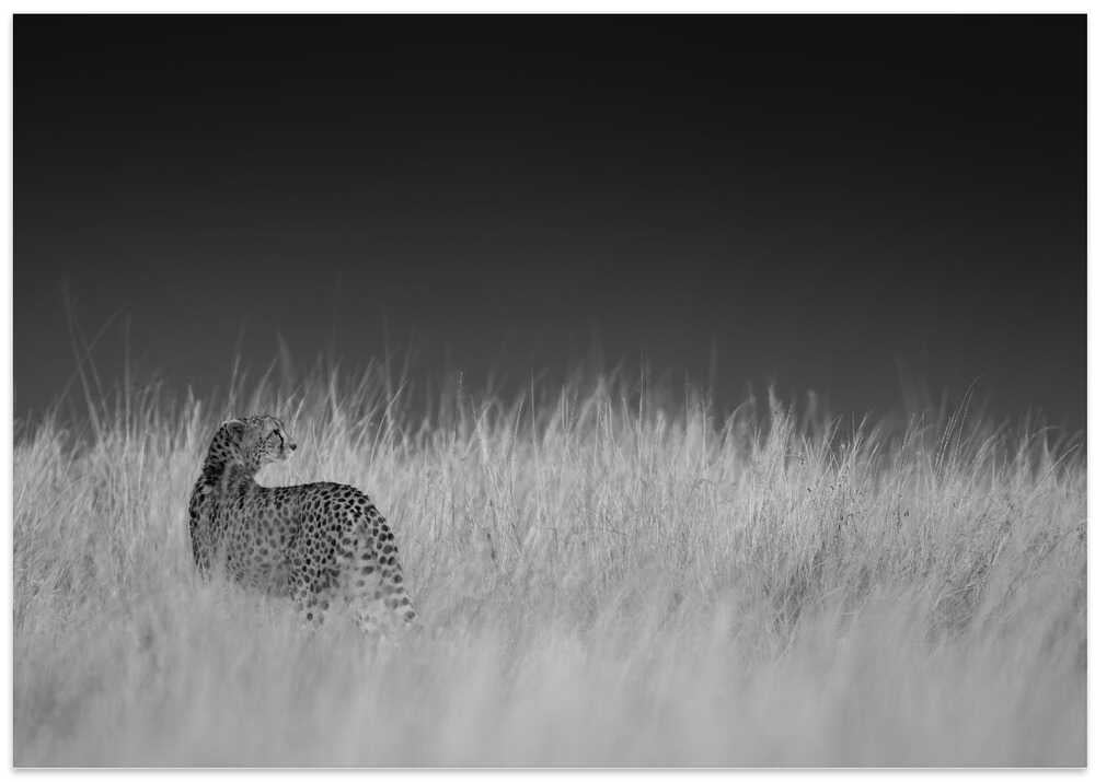 Portrait of a cheetah standing on grassy field
