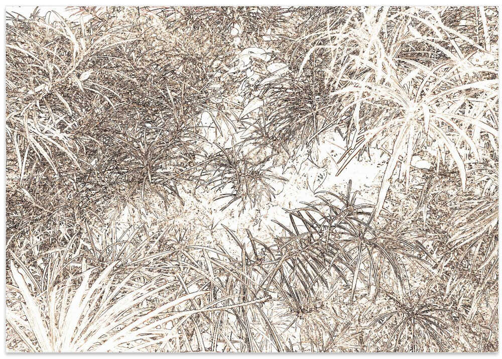 Mystical Jungle Lines