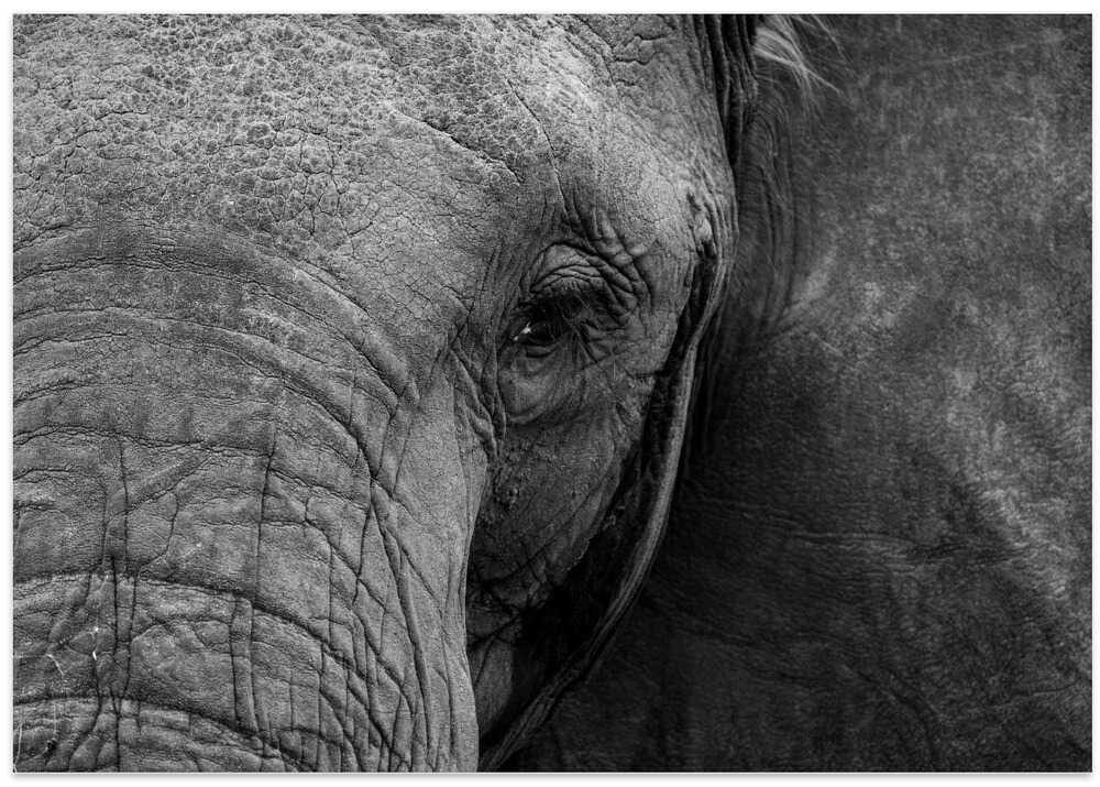 Close-up of elephant