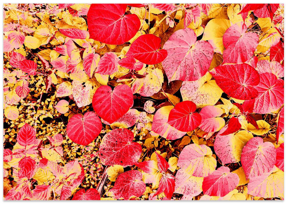 Vibrant Autumn Leaves