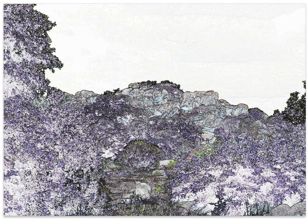 Mystical Grove Vista