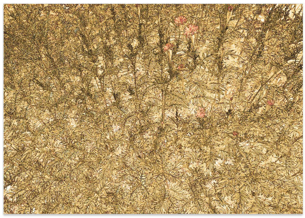 Golden Meadow Blossoms