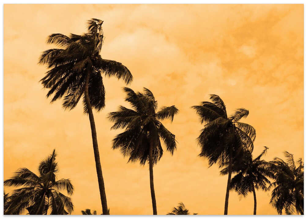 Golden Palms Swaying