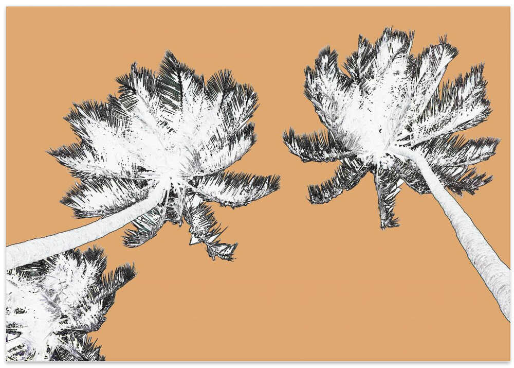 Palm Canopy Sketched