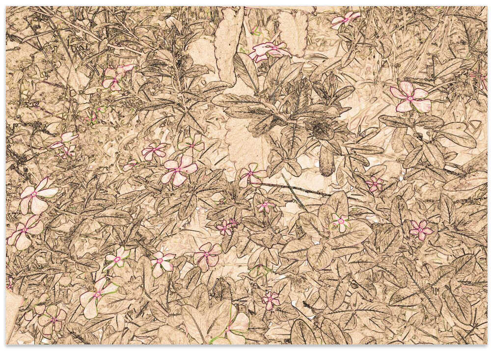 Petals and Pondering