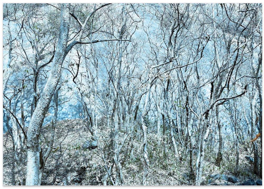Frozen Woodland Scene