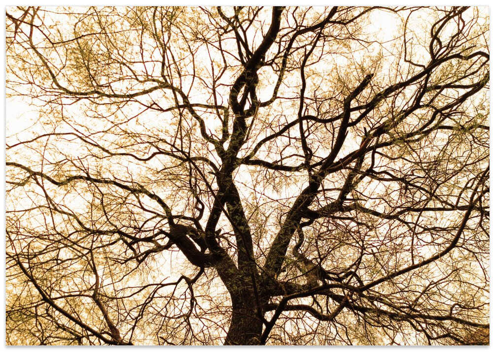 Entwined Canopy