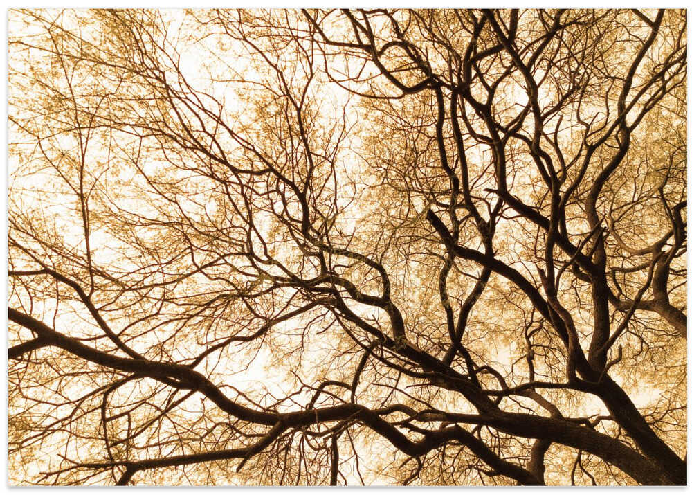 Enchanted Branches