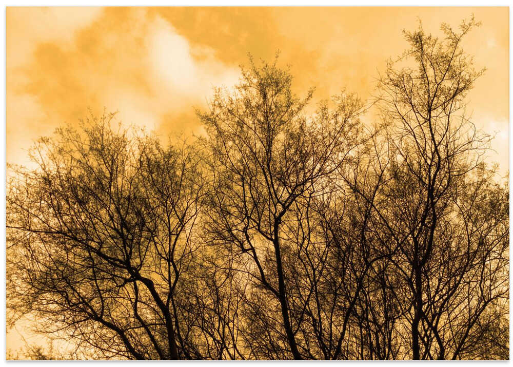 Silhouetted Branches