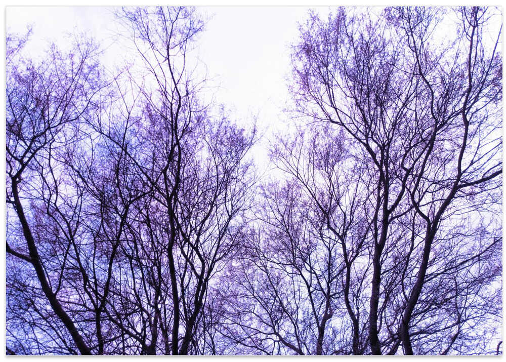 Lavender Branches