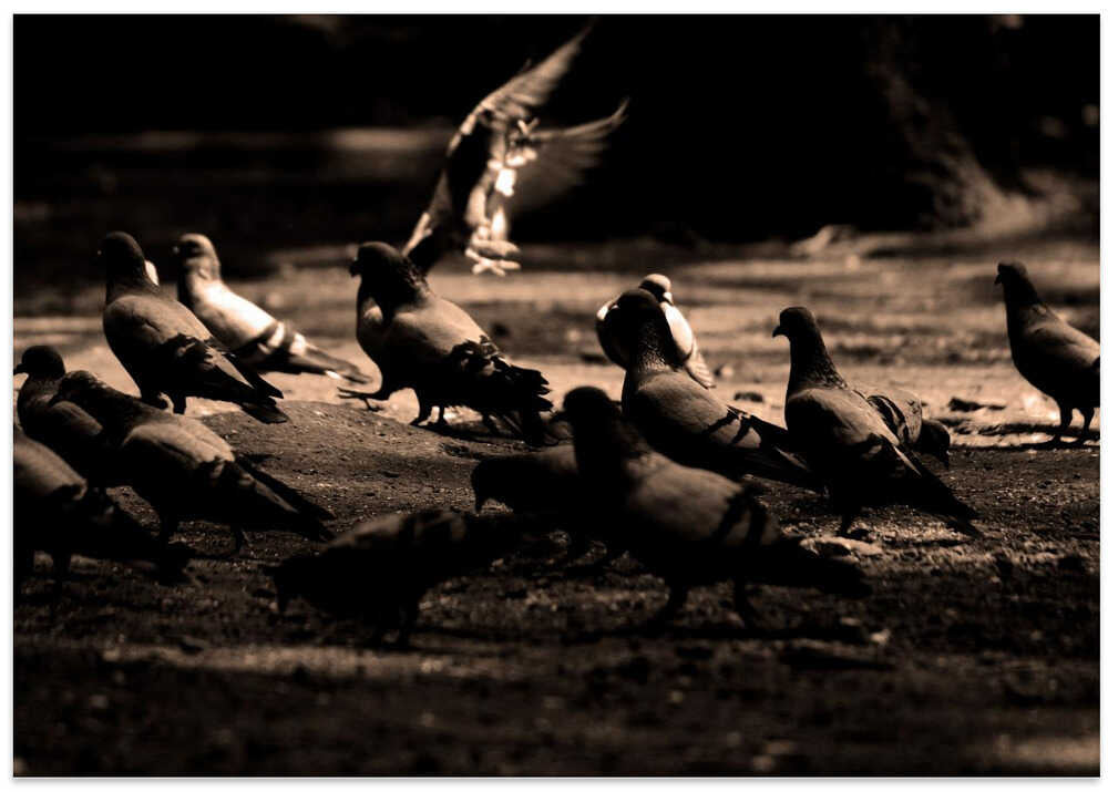 Pigeons in Motion